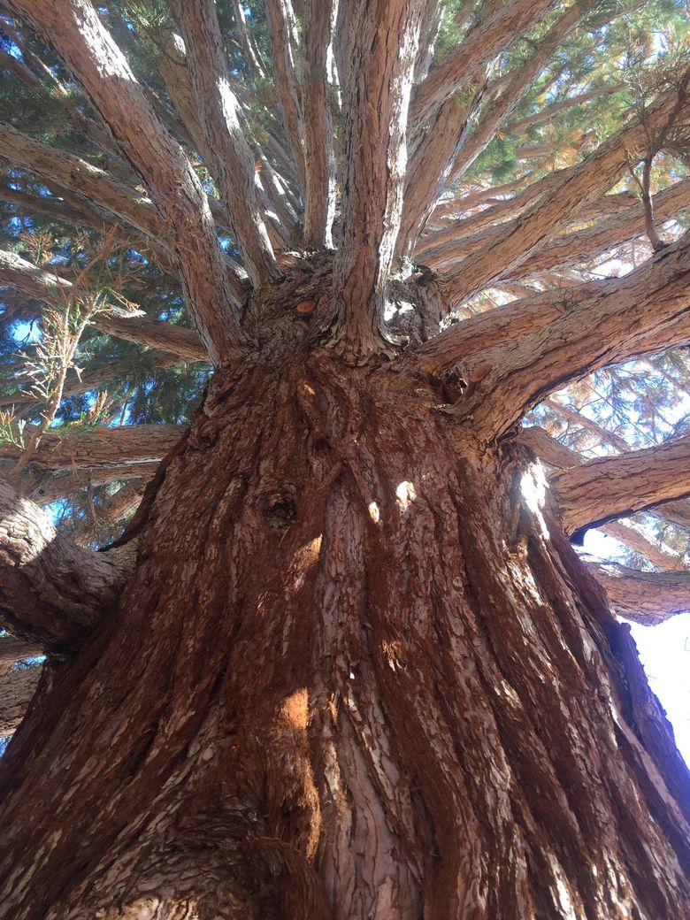 Large Idaho sequoia tree plants new roots The Seattle Times