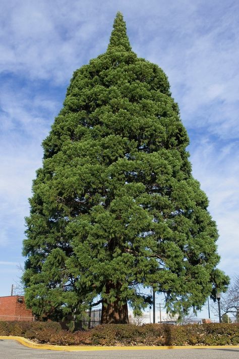 Idaho sequoia in way of expansion to be moved 2 blocks away