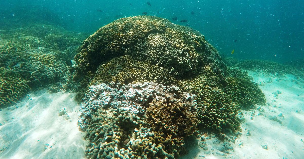 3-year global coral bleaching event easing, but still bad