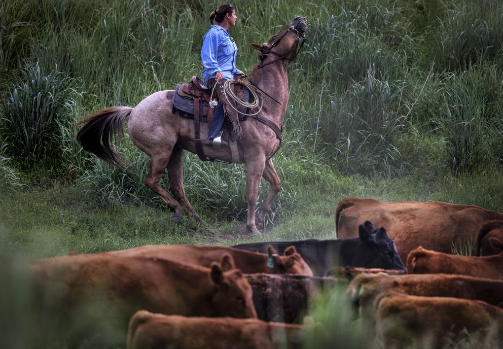 Rancher Rhonda DalBalcon moves her cattle using her horse, a dog and her voice. The cattle are headed from leased, privately owned pasture to summer grazing in the Colville National Forest. (Steve Ringman/The Seattle Times)