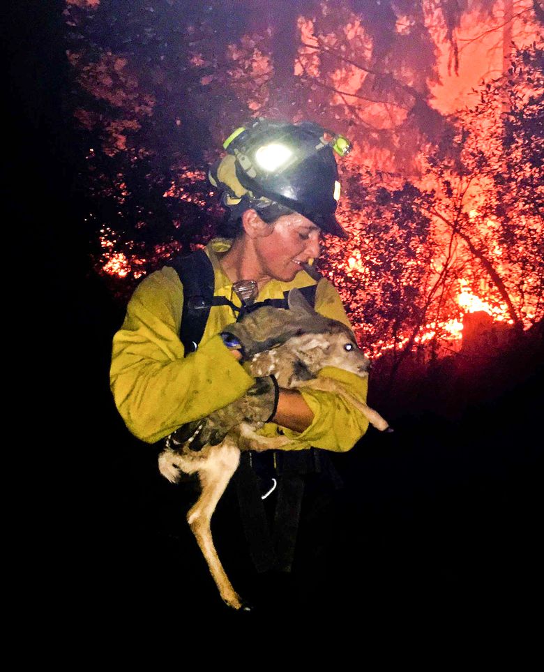 Firefighters save baby deer from Arizona wildfire | The Seattle Times