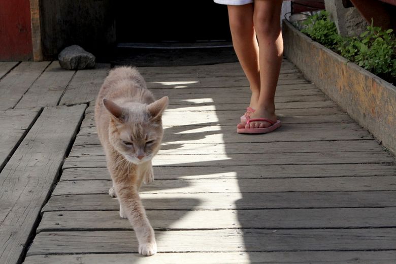 Картинки по запросу Stubbs the cat, Alaska's honorary feline mayor, dead at 20