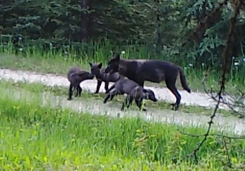Three wolf pups and their mother, part of the Profanity Peak wolf pack, are seen on wildlife camera video last July in the Colville National Forest in an area the Diamond M ranch uses to graze its cattle. Not long after, the state shot seven of the 11 members of the pack, including a female pup, for killing cattle.  (Courtesy of Washington State University) 