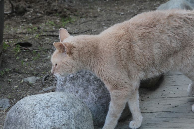 Картинки по запросу Stubbs the cat, Alaska's honorary feline mayor, dead at 20
