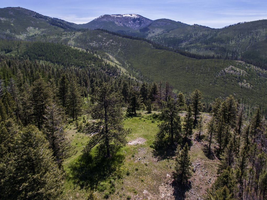 Grazing allotments in the Colville National Forest are in rugged country. Ranchers say it’s hard to know where the cattle are, let alone the wolves.  (Steve Ringman/The Seattle Times)