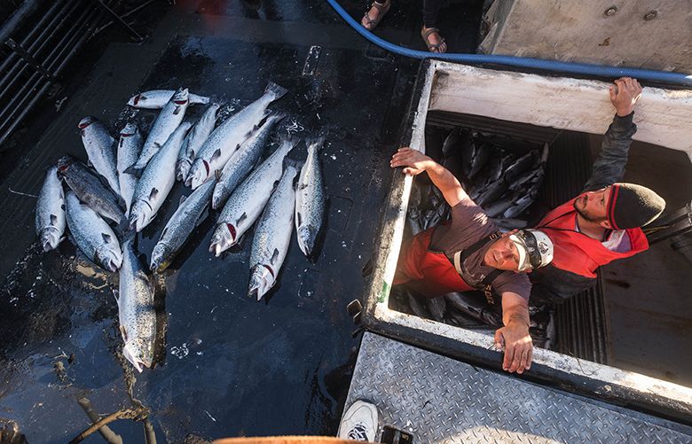 Please go fishing, Washington state says after farmed Atlantic salmon  escape broken net