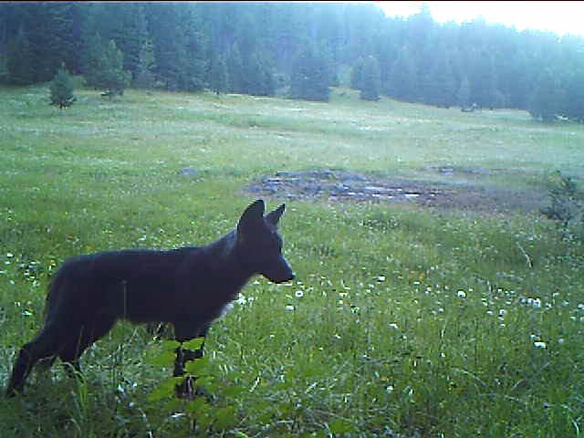 The state Fish and Wildlife Department is carrying out a kill operation of the Smackout Pack, which this wolf belongs to, in Northeast Washington. (WA Dept. of Fish and Wildlife)