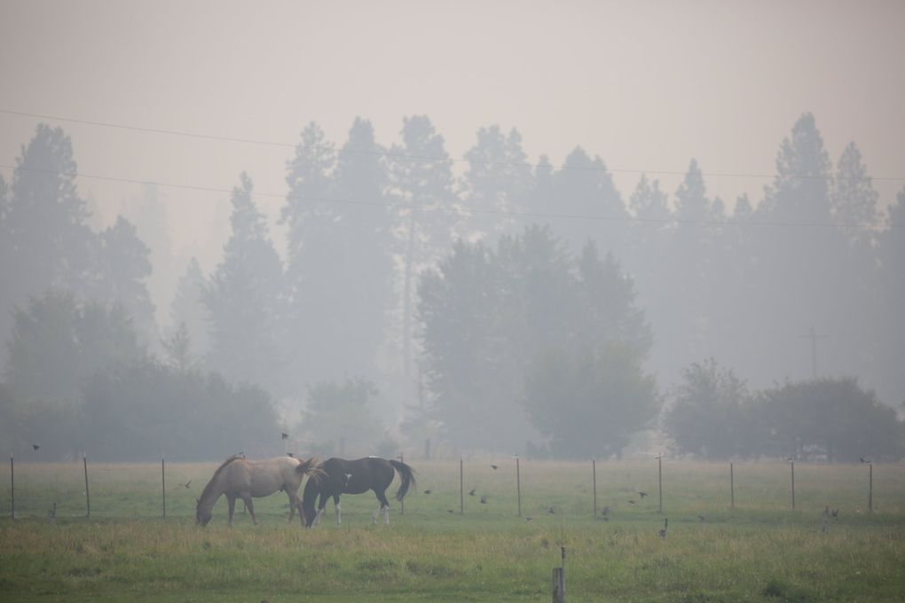 Horses graze in a field filled with smoke from nearby wildfires, including the Jolly Mountain Fire, in Cle Elum on Tuesday. (Bettina Hansen / The Seattle Times)