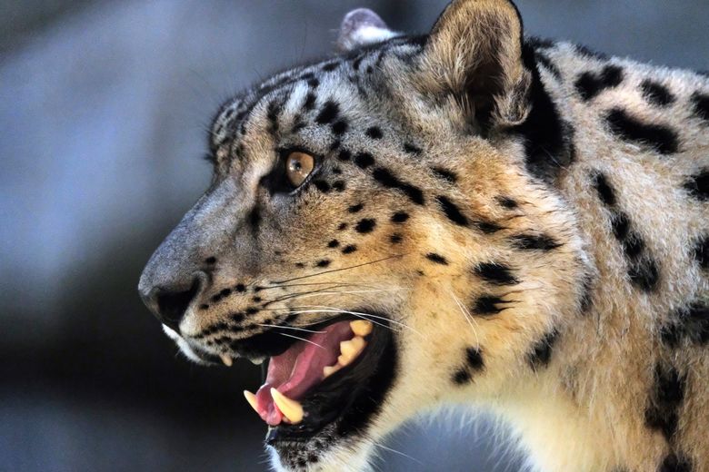 Long-endangered snow leopard upgraded to 'vulnerable ...