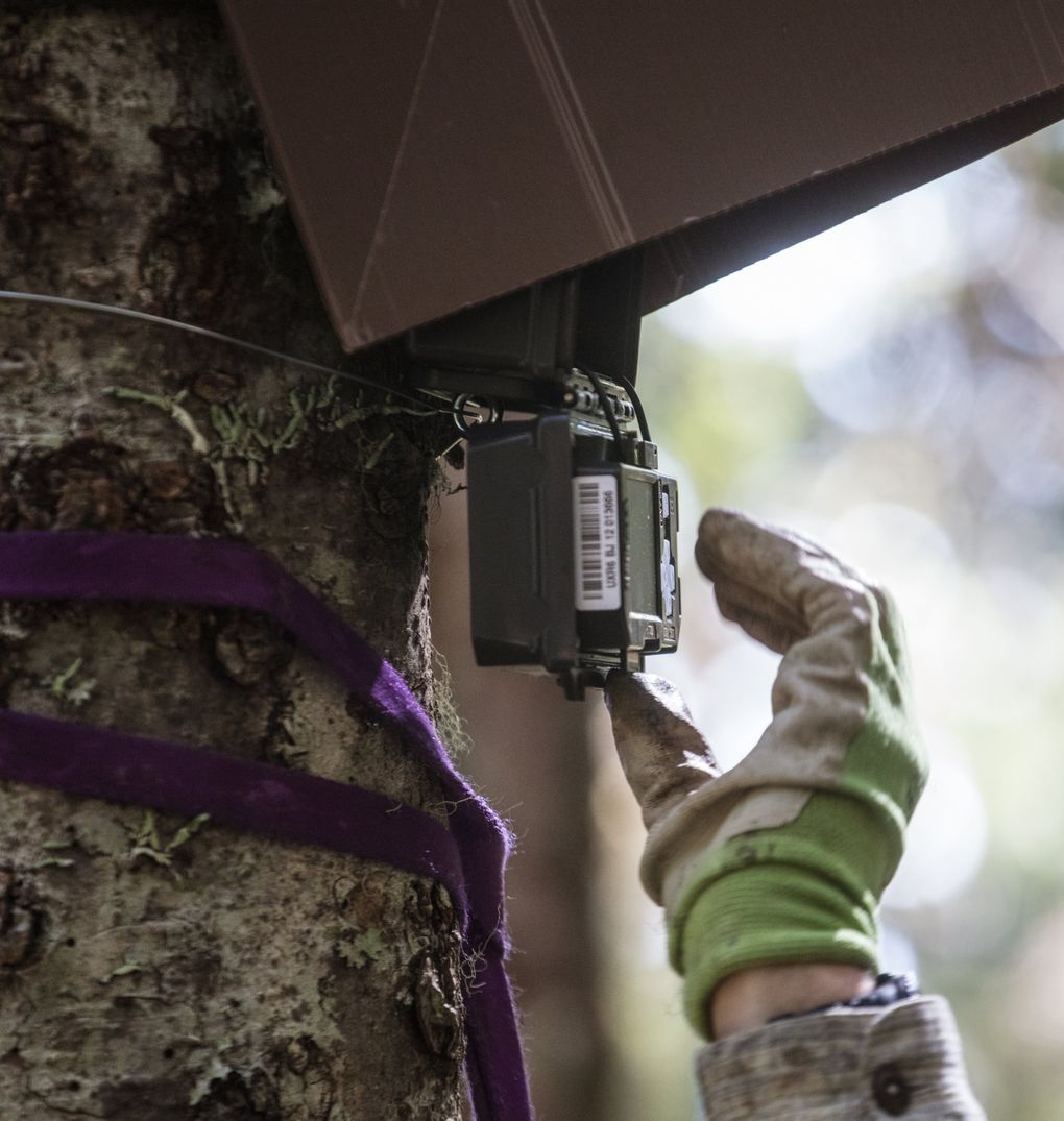 Robert Long, senior conservation fellow at the Woodland Park Zoo changes the memory card in a monitoring camera perched 20 feet up in a tree in the Olympic Mountains. Scientists are hoping to capture an image of the increasingly elusive Pacific marten. (Steve Ringman/The Seattle Times)