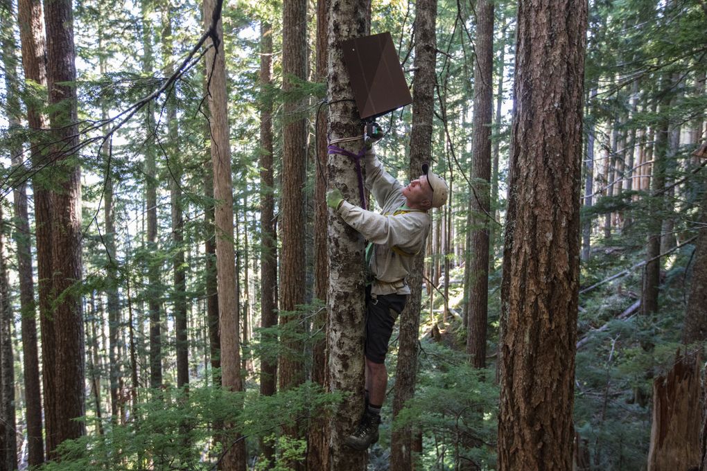 Robert Long adjusts the angle of a monitoring camera high in a tree in the Olympic National Forest this week. Scientists are hoping to capture an image of the increasingly elusive Pacific marten, and perhaps a clue to the state of the species. (Steve Ringman/The Seattle Times)