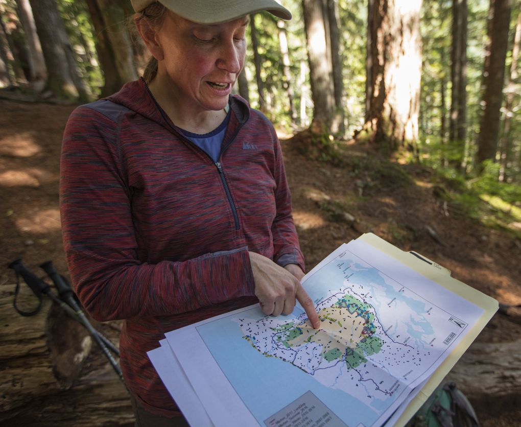 Betsy Howell, a wildlife biologist for the Forest Service, shows locations of monitoring cameras used for tracking wildlife over the years. (Steve Ringman/The Seattle Times)