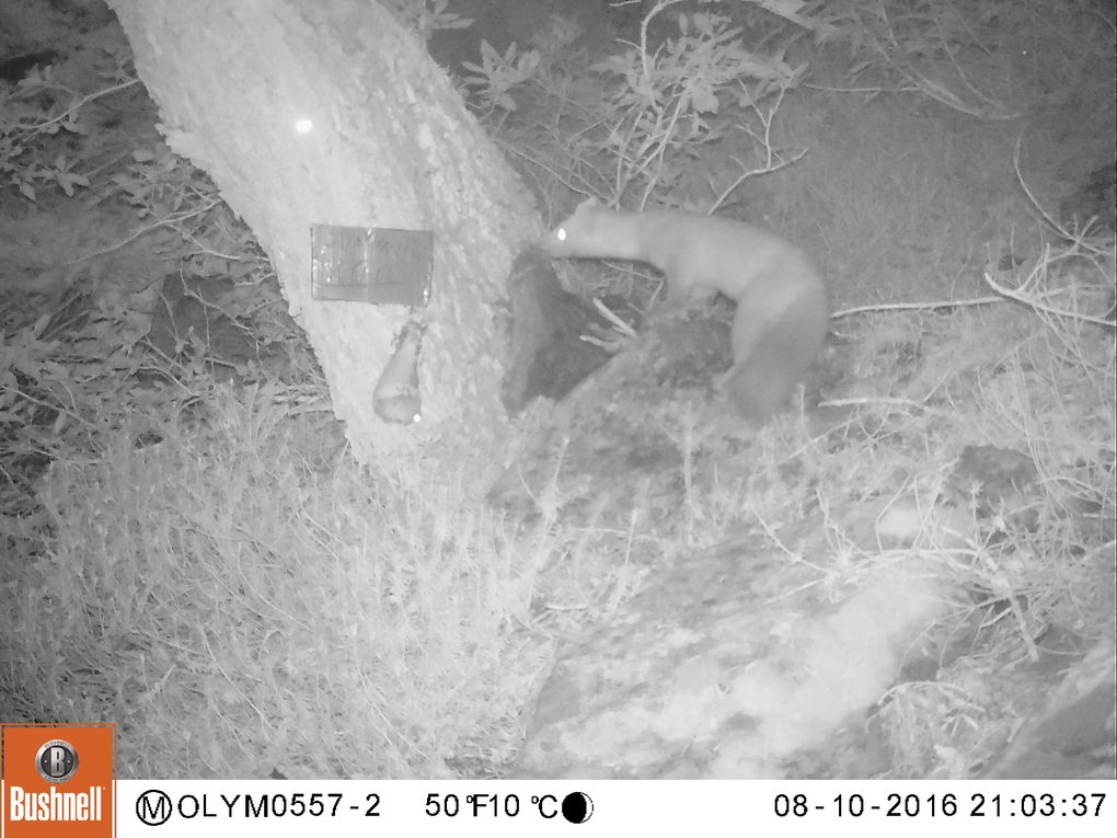 This photo snapped by a wildlife camera in the Upper Hoh in August 2016 is the only verifiable detection of a Pacific marten on the Olympic Peninsula since 1991. Why the animals — abundant in the Cascades — seem to be so scarce in the Olympics is a mystery puzzling scientists. (National Park Service)