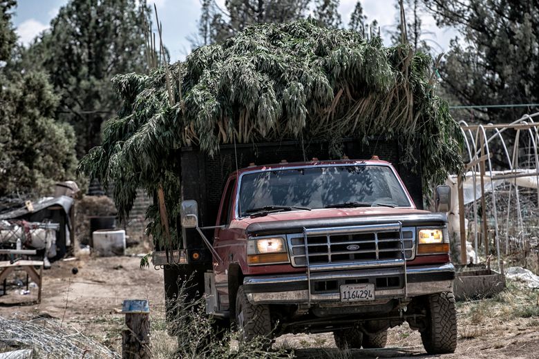 A truckload of marijuana is carried off a Hmong-owned marijuana farm near Dorris, California.  (Robert Gauthier/TNS)