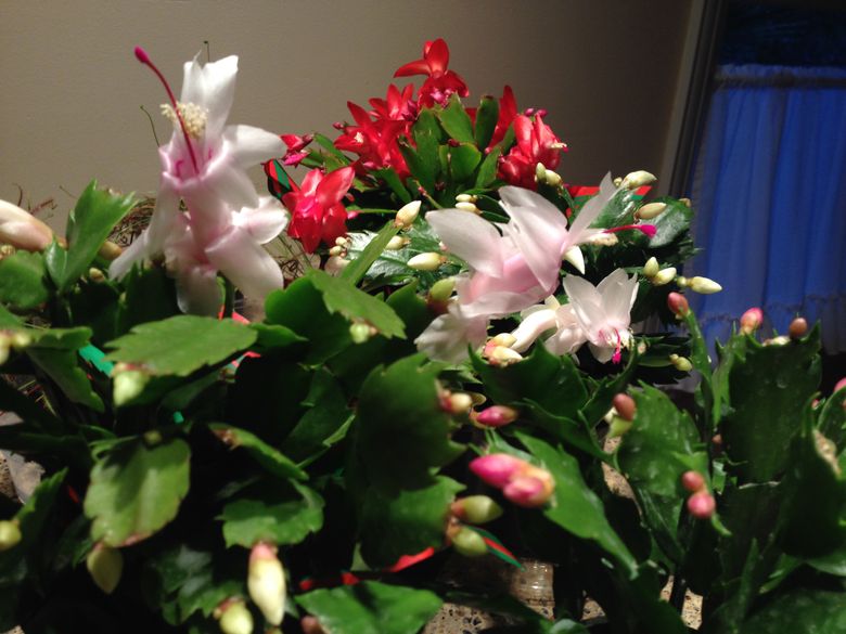 How to encourage your Christmas cactus to bloom for the holidays | The Seattle Times