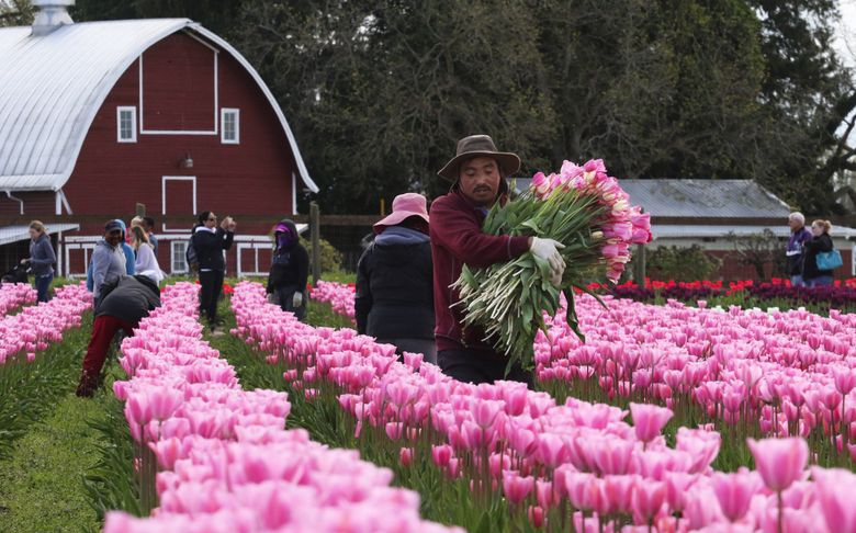 The Skagit Valley Tulip Festival Bursts With Spring Colors And