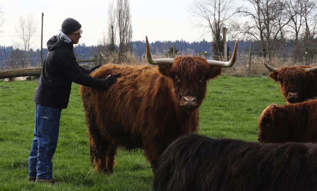 Nick Pate gives Cinnamon, the matriarch of his herd at Raising Cane Ranch, a back rub she enjoys. She’s a Scottish Highland cow, a breed known for hardiness and thick coats. They date back centuries, originating in the Highlands and Hebrides Islands of Scotland. (Alan Berner/The Seattle Times)