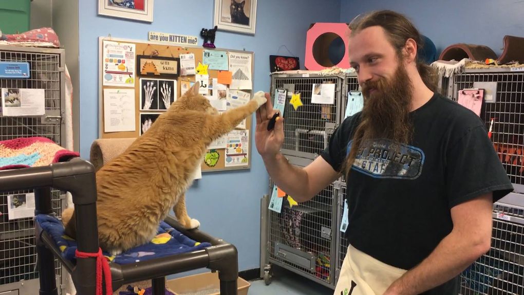 Animal shelters across U.S. teach cats how to highfive The Seattle Times