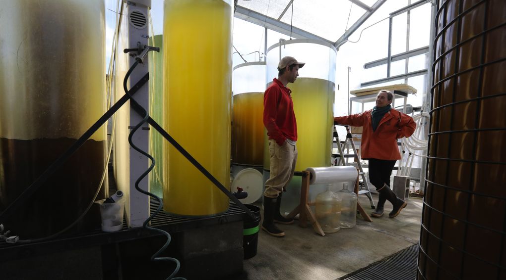 Biologist Stuart Ryan, left, and Betsy Peabody, founder and executive director of Puget Sound Restoration Fund, confer at the shellfish hatchery near Port Orchard. The tanks grow microalgae to feed oysters for restoration projects: millions of algae cells per milliliter. Peabody also is president of the Pacific Shellfish Institute and an active player in the Washington Shellfish Initiative. (Alan Berner/The Seattle Times)