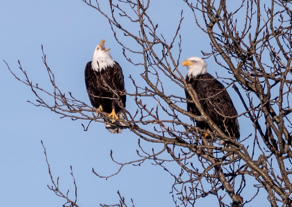 At last count, there were four bald eagle nests in the Union Bay area. These eagles were spotted on Marsh Island. (Tom Reese)