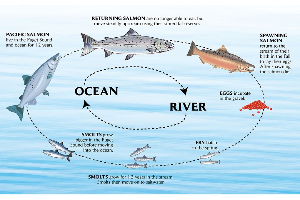 Pacific salmon depend on a healthy, connected stream system The