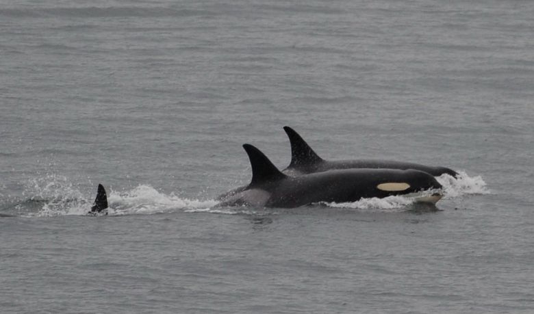 Orca abandons body of her dead calf after 17-day journey