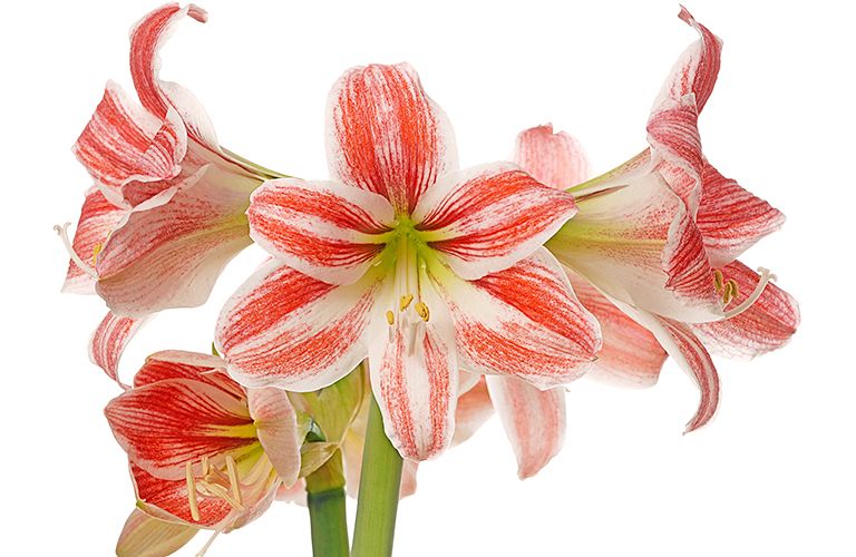 If planted now, amaryllis plants like this candy-striped variety should bloom in 8-12 weeks.