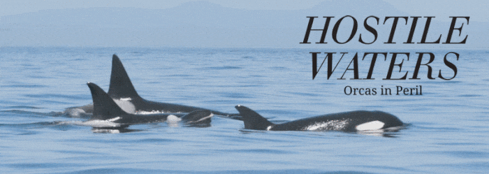 Hostile Waters: Orcas in Peril