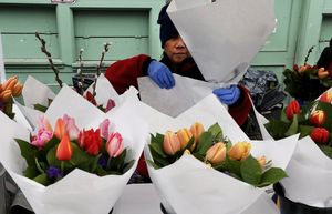 Merlina Cuaresma CQ builds bouquets of tulips at a stand on Pike Place in the market.  The stand is in the street two days a year—Mother’s Day and Valentine’s Day.  The bouquets sell for $15.  The flowers are from a farm in Kent.

Ref to more photos online

LO Valentine’s Day flowers

On Thursday Feb. 14, 2019 209341