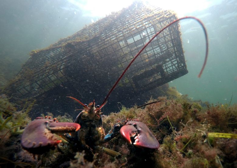 Maine’s lobster catch, value grew last year, officials say | The