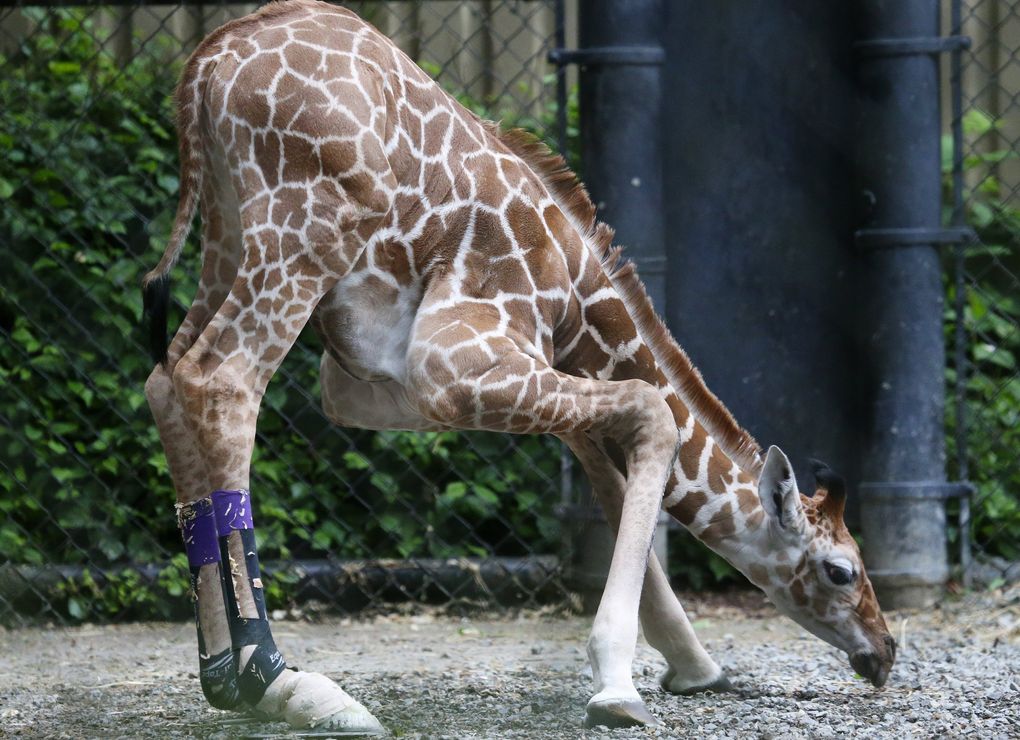 Watch Woodland Park Zoo's baby giraffe 