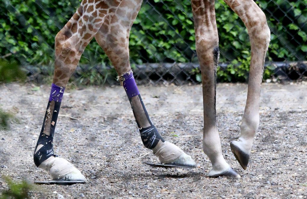 baby giraffe shoes