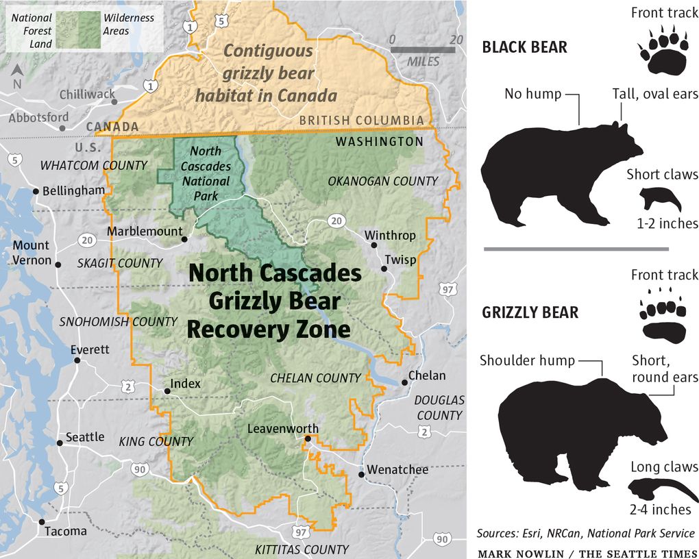 Feds Look Again At Reintroducing Grizzly Bears To North Cascades