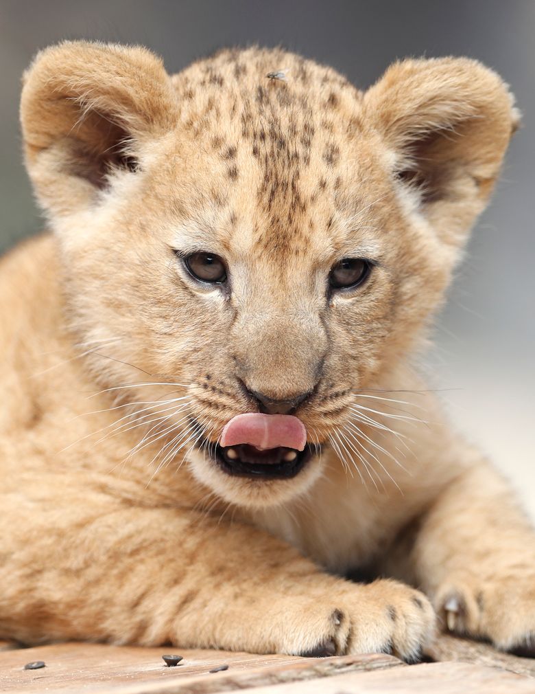 2 rare Barbary lion cubs born in Czech zoo | The Seattle Times