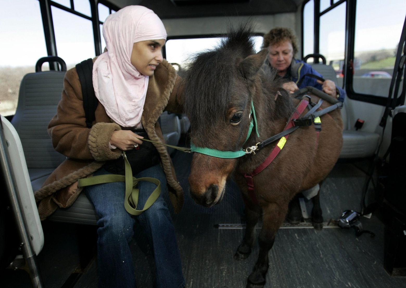 The Completely Reasonable Reason People Are Flying With Mini Horses The Seattle Times
