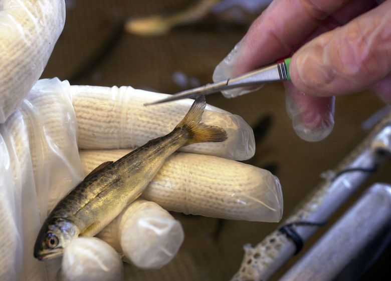 A worker snips the adipose fin of a 3-month-old chinook salmon at the Issaquah Salmon Hatchery to identify it as a hatchery-bred salmon after its release to the wild. (AP Photo / Elaine M. Thompson, File)