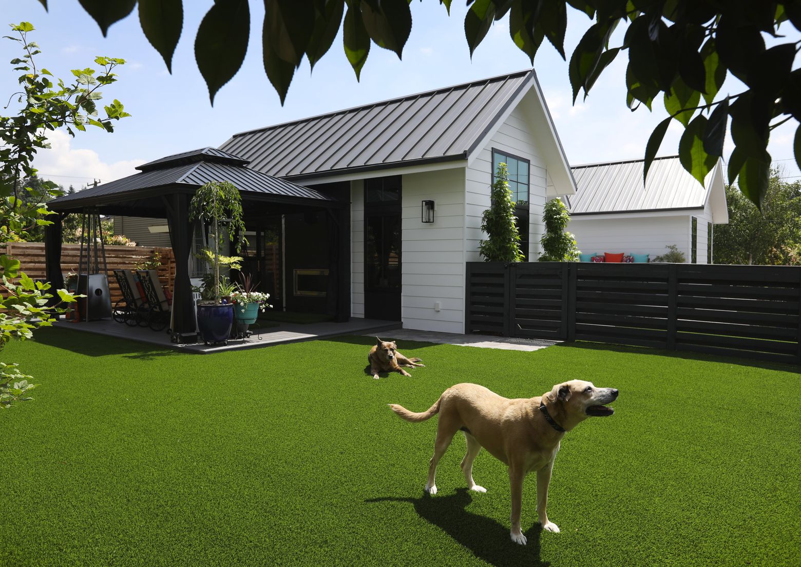 “We redid this whole area,” homeowner Heather says of the side yard, which originally was split in half by a row of camellias. “There’s all-new fencing and artificial grass for the dogs. My husband built the canopy, and we’re out here a lot with the dogs.” (Ken Lambert / The Seattle Times)