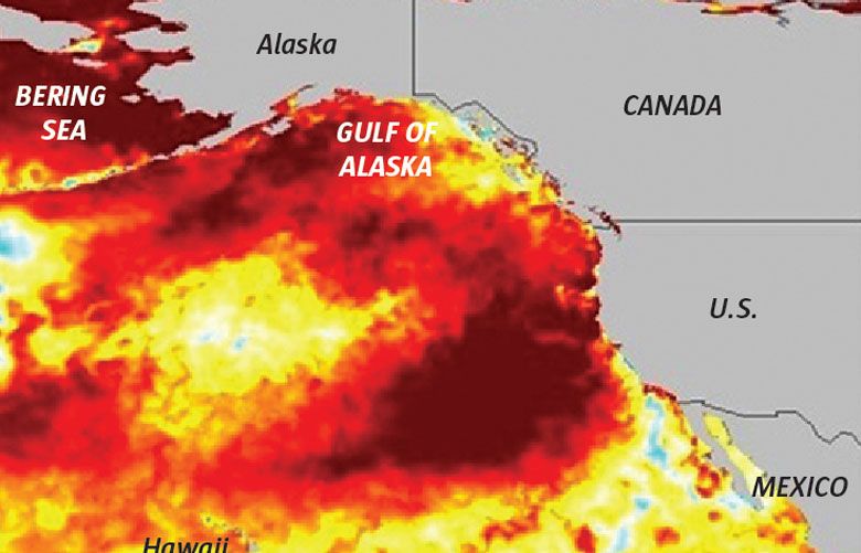New marine heat wave resembles killer ‘Blob’ that devastated sea life on West Coast, NOAA says - Seattle Times