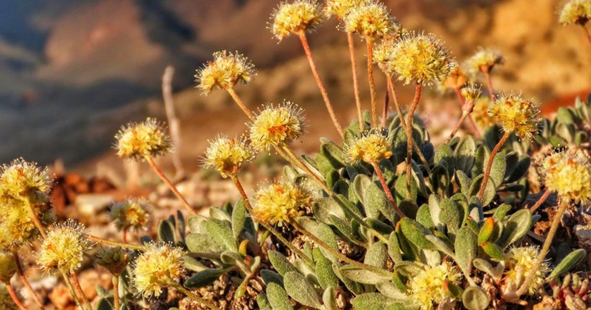 Nevada reviews possible mining threat to unique wildflower