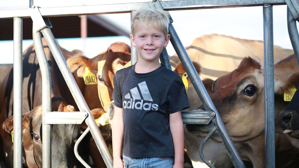 Porter Allred, 5, stands by some of the family jersey cows coming in for their evening meal. (Courtesy of the Allred family)
