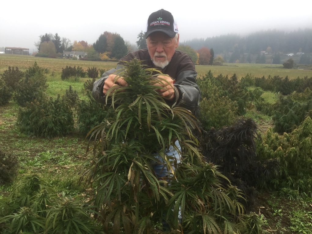 Farmer Don Kruger is growing hemp for the growing CBD market in the U.S. Here, he examines a flower on a 22-acre field he planted on Sauvie Island in northwest Oregon. 