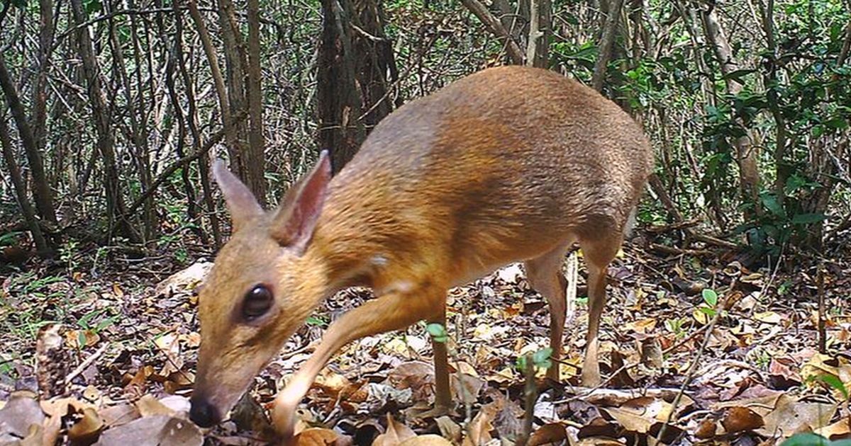 Rare deer-like species photographed for first time in wild
