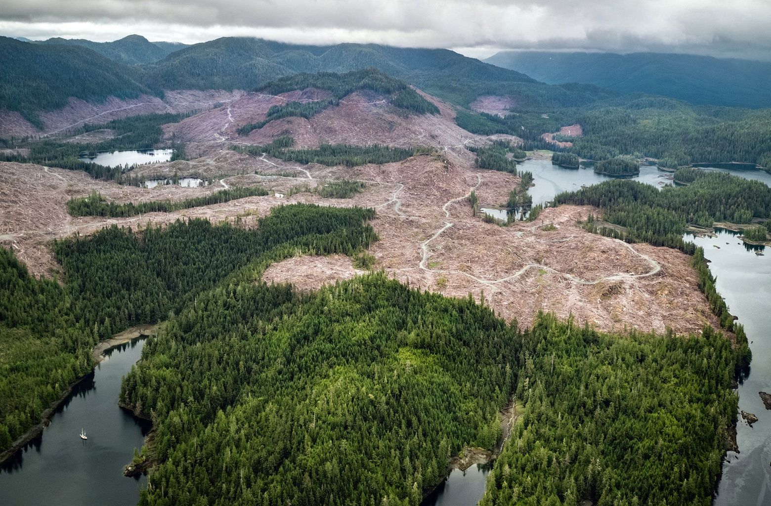 Save the rare wild beauty of the Tongass National Forest from renewed logging | The Seattle Times