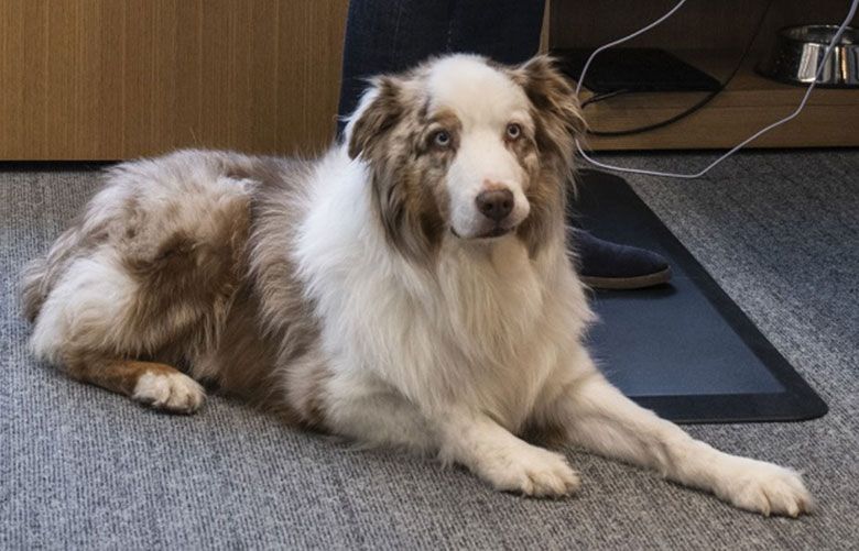 Finley the dog used to go to work at Amazon in Seattle. Now he’s ...
