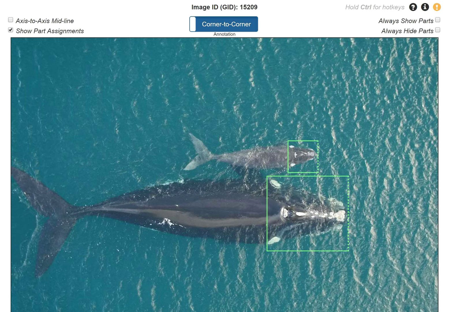 How a Portland nonprofit is using artificial intelligence to help save whales, giraffes, zebras
