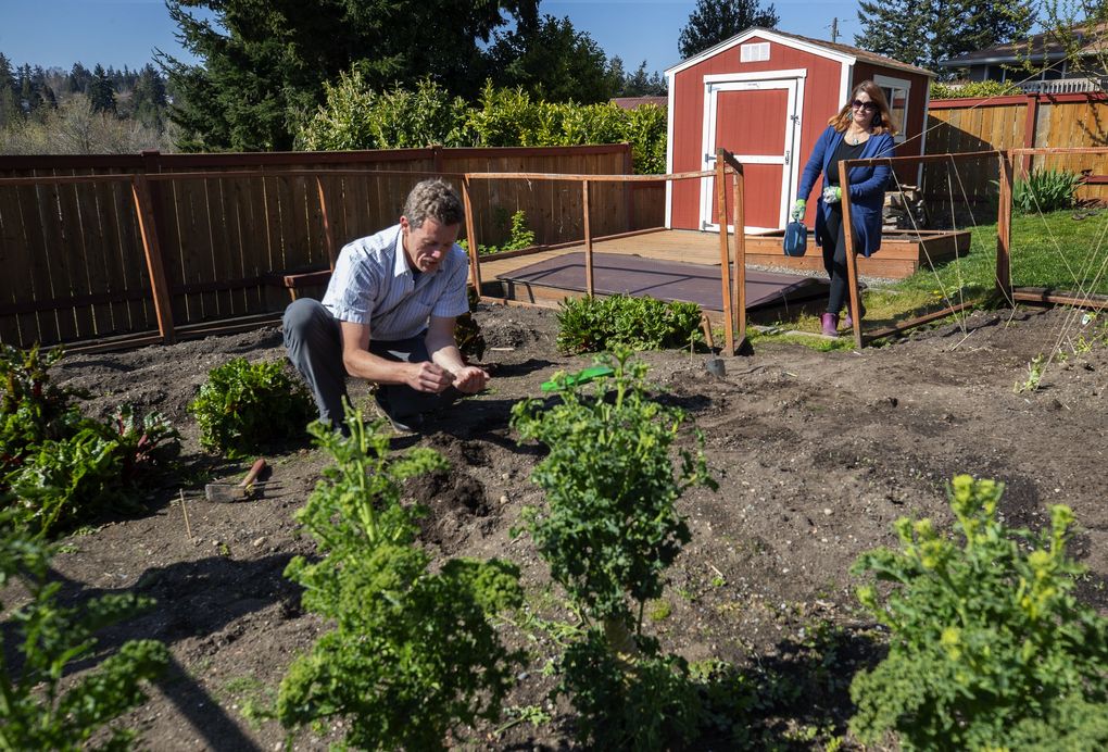 Coronavirus Pandemic Triggers A Wave Of Self Sufficiency Around Seattle Vegetable Gardens Urban Chickens Are In Demand The Seattle Times