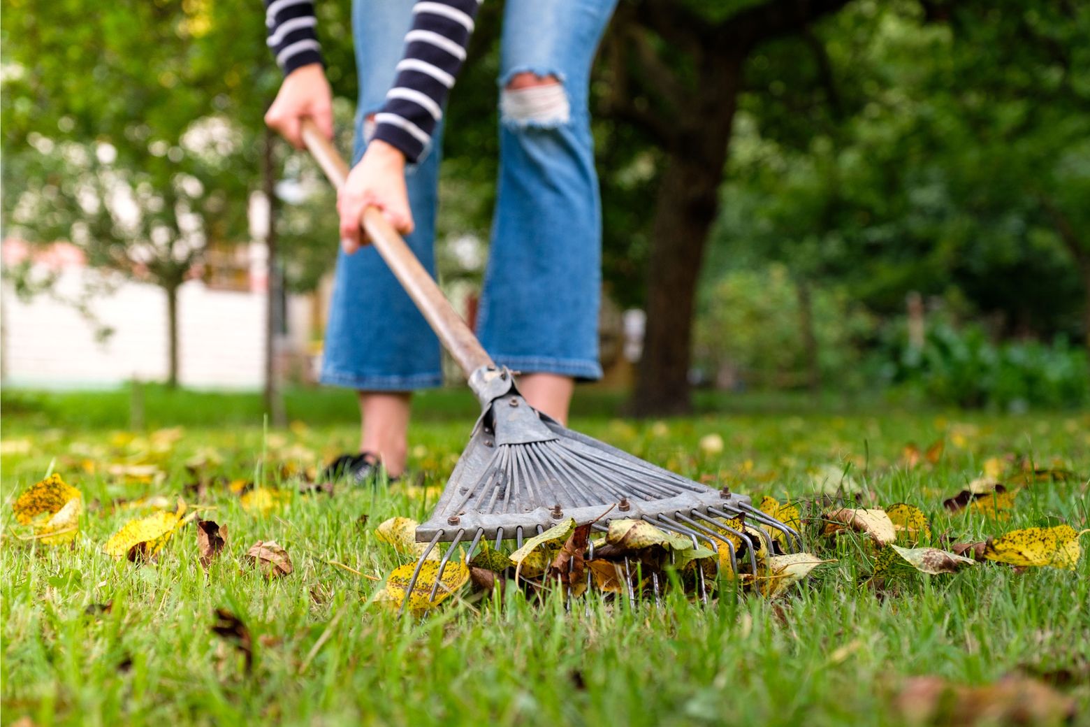 Earth Day: Tips for taking care of your yard without harming the ...