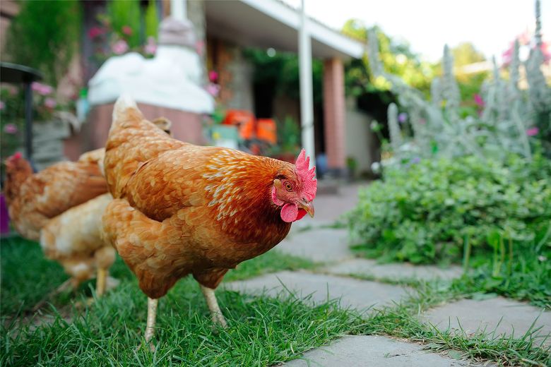 7 tips for raising backyard chickens, from picking a breed