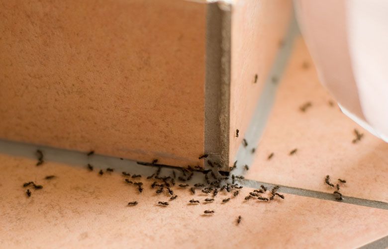 How to ward off house pests and when to seek the services of a pest-handle organization