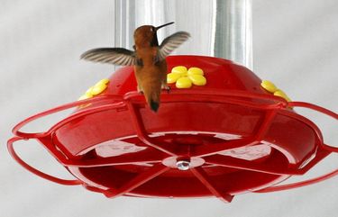 How to keep hummingbirds happy and healthy through winter